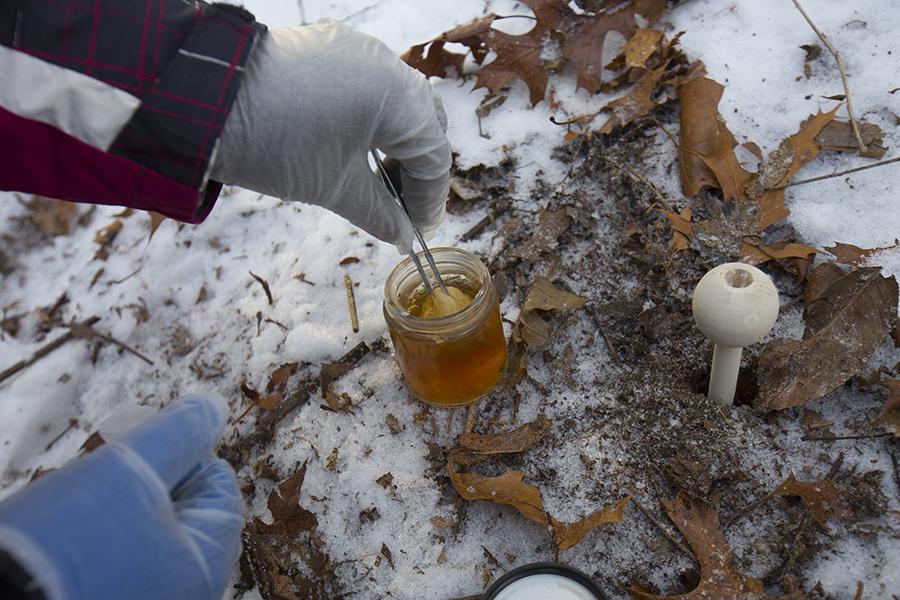 A gloved hand removes a mushroom from the winter ground and puts it in a small glass jar.